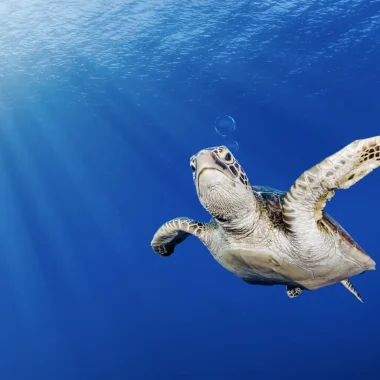 Immersioni a Tahiti
