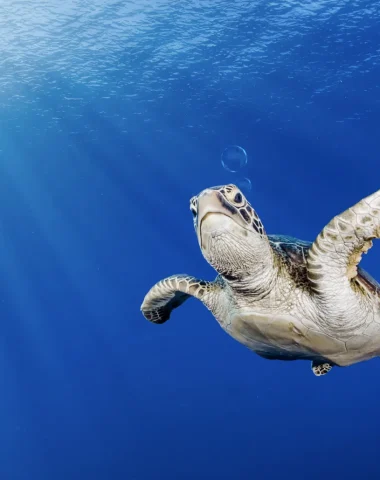 Immersioni a Tahiti