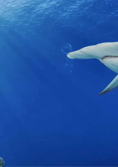 Attività nautiche