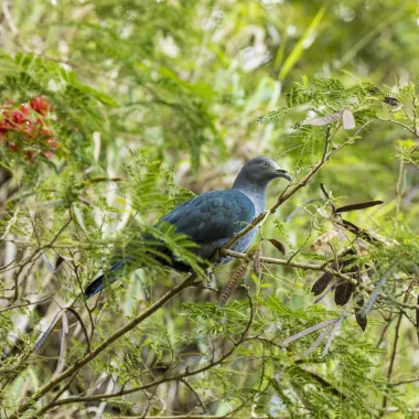 L’impegno per tutelare le specie in pericolo nelle Isole di Tahiti