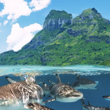 Immersioni a Bora Bora