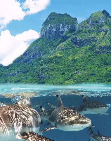 Immersioni a Bora Bora