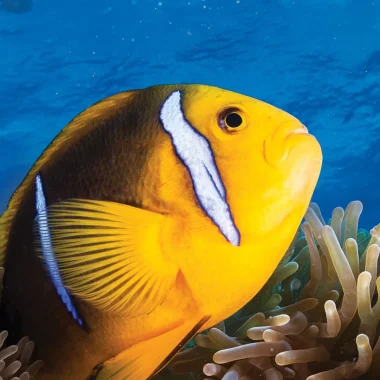 Immersioni a Huahine
