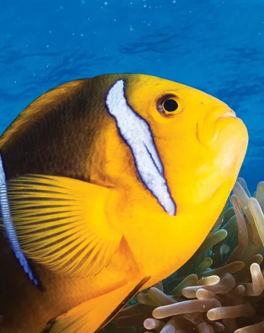 Immersioni a Huahine