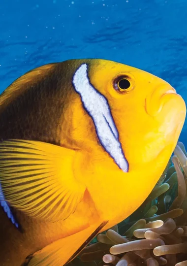 Immersioni a Maupiti