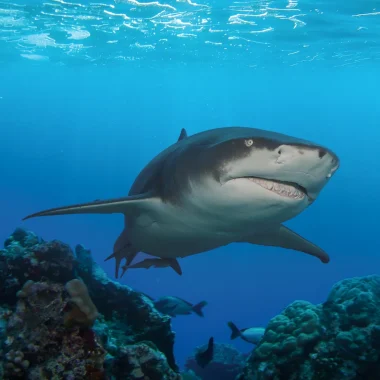 Immersioni a Moorea