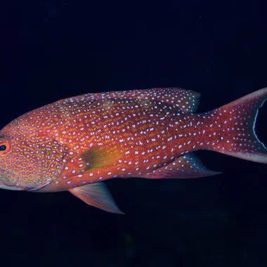 Immersioni a Raiatea