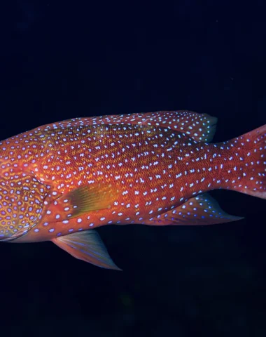 Immersioni a Raiatea